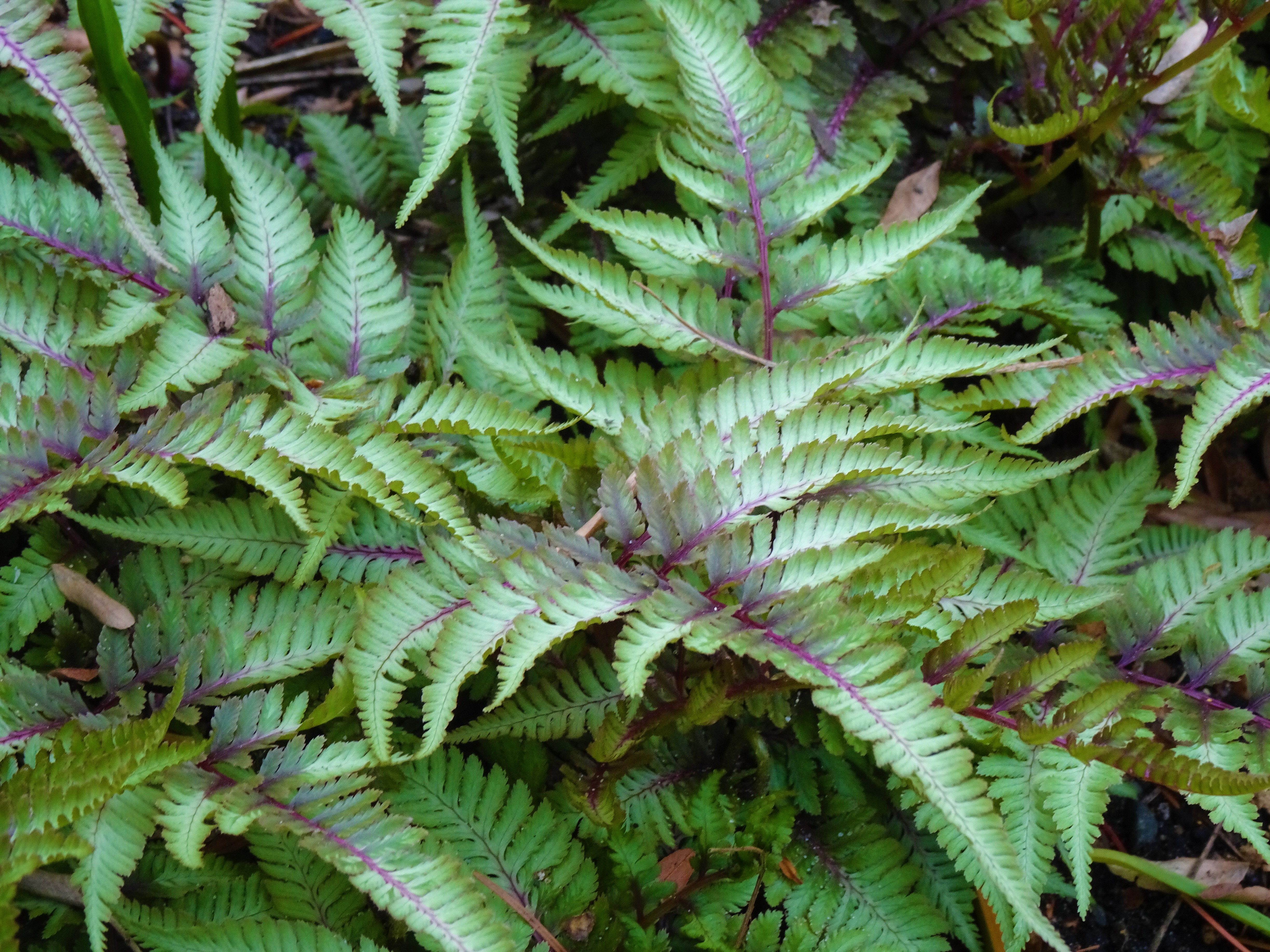 Ferns